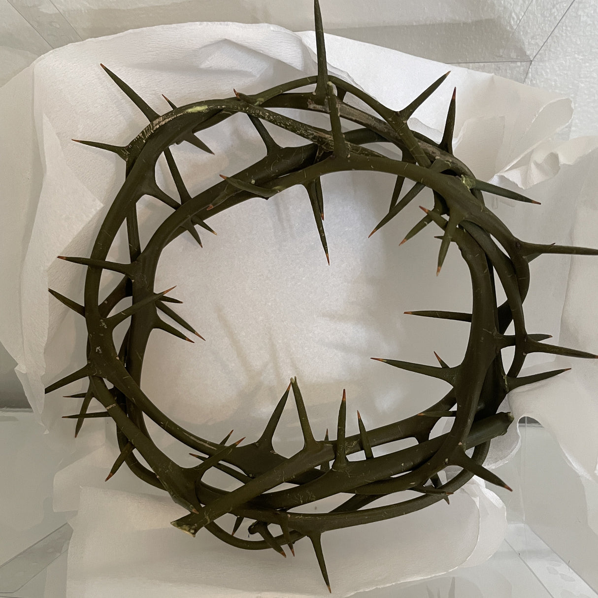 Crown of Thorns - 6 inch