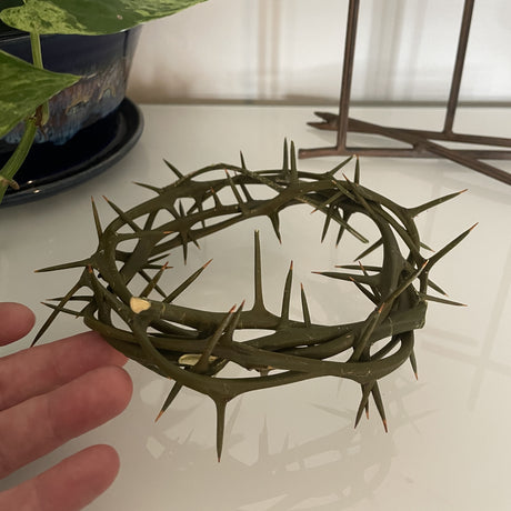 Crown of Thorns - 6 inch